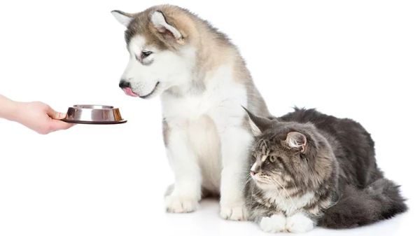 obesity the greatest health threat to pets