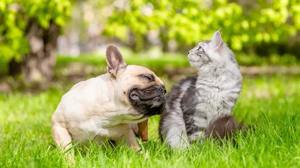 pet skin allergies and infections