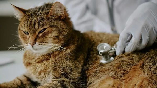 preventing 5 common cat conditions