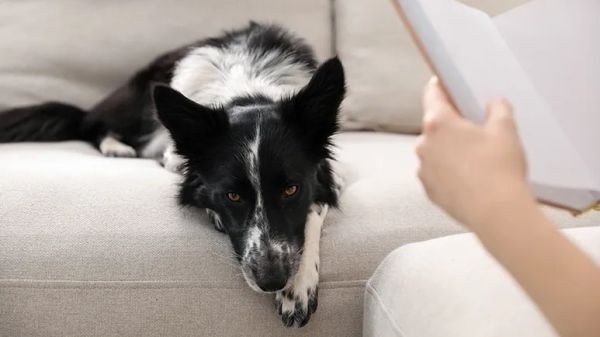 reading programs for sheltered dogs