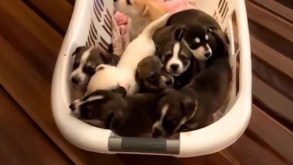 rescuer gets the biggest surprise at the vet