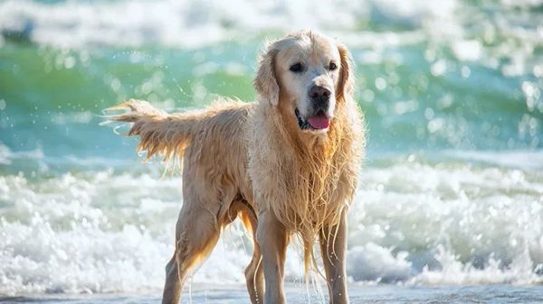 saltwater poisoning dogs