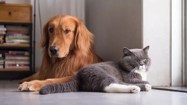 telltale signs cat dog suffers from ocd