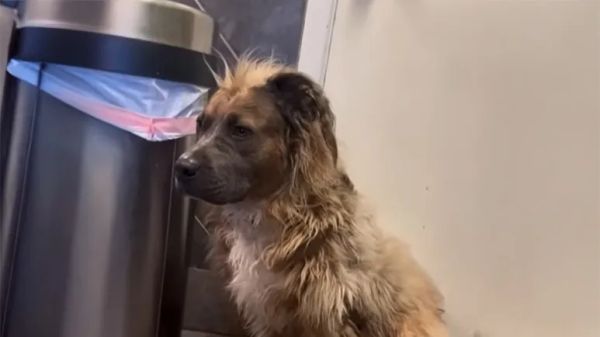 the saddest shelter dog became her soulmate