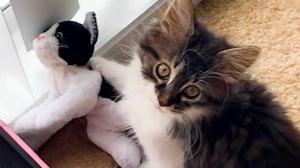 this cat treated a stuffed toy like his baby