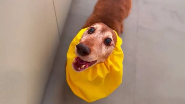 this senior dog finally got his chance