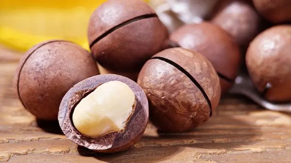 why you shouldnt feed macadamia nuts to your pets