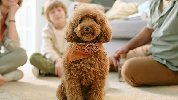 5 steps to welcome new dog