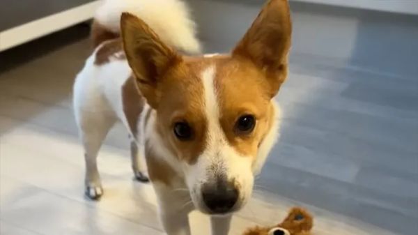 a dog who speaks his own language