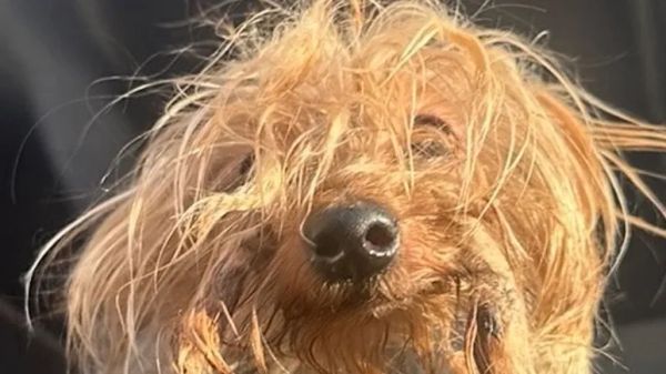 a senior dog survived the unthinkable