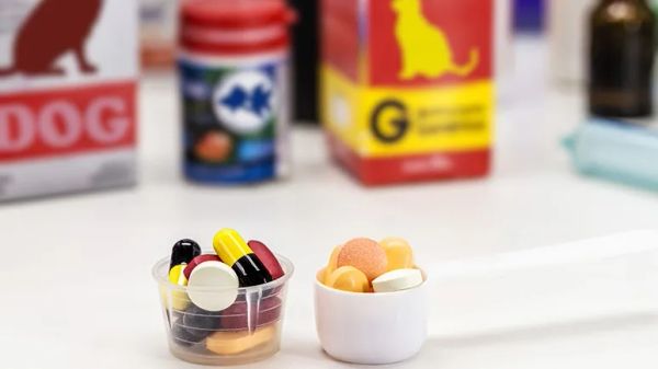 antibiotic resistance in pets