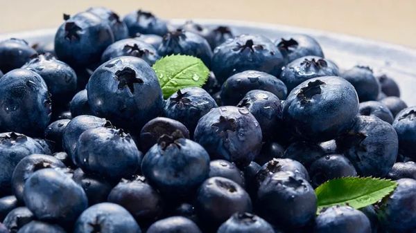 can you feed blueberries to your pets