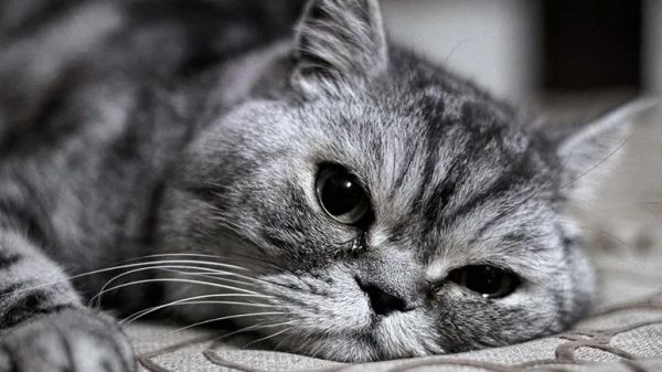 cat feline immunodeficiency virus