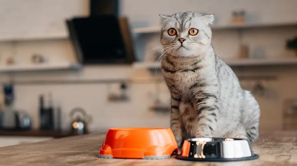 cats obligate carnivores