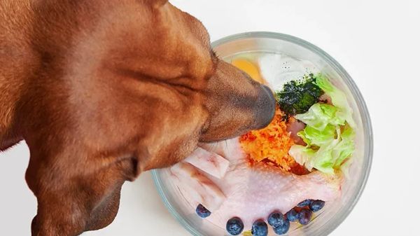 chicken allergy dogs