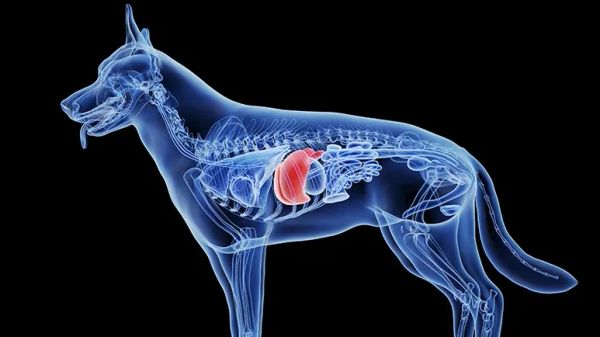 copper storage disease dogs