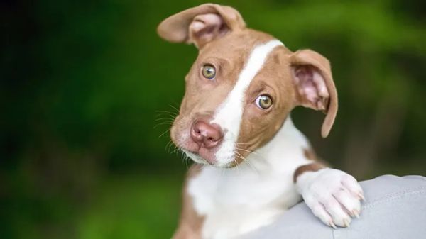 dog can differentiate human happy angry emotions