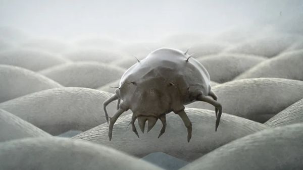 dog dust mite allergy