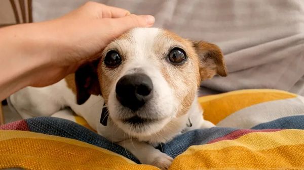 dogs prefer praise over food