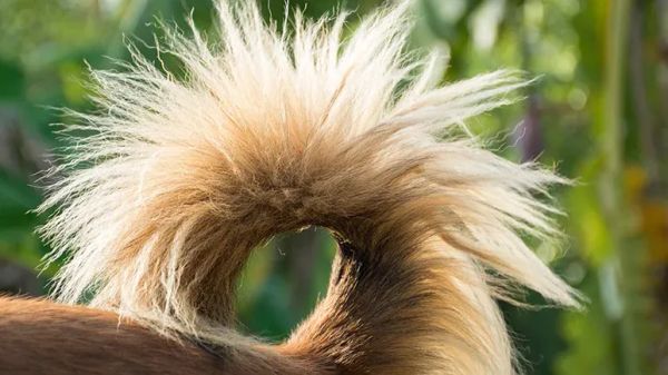 domestication syndrome