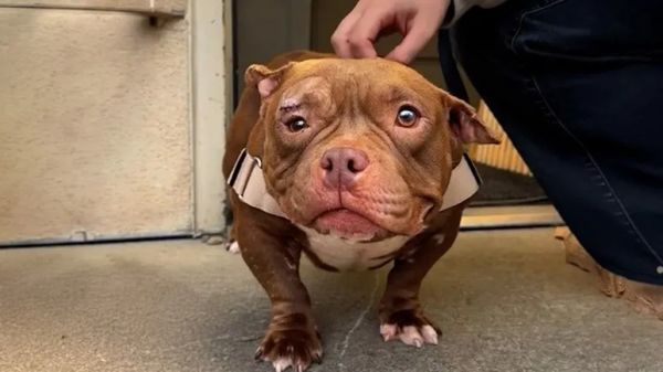 from silent shelter to pure happiness