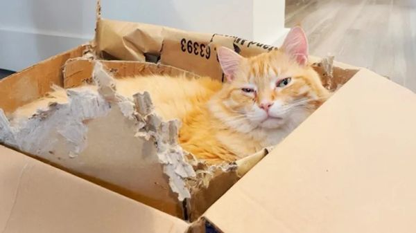 he fell in love with a cardboard box