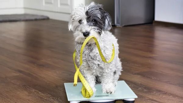 how to get fit with your pet