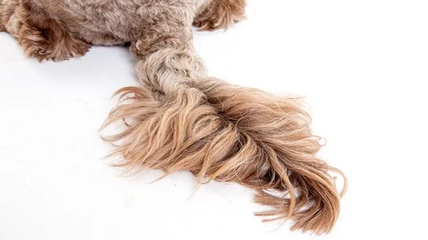 limber tail in dogs