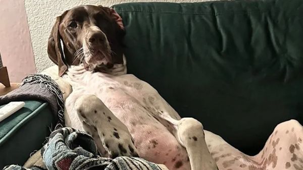 meet the most distinguished dog ever