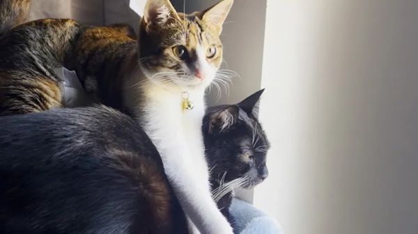 meet the toe biting duo