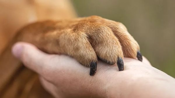 pet nail trimming health benefits and tips