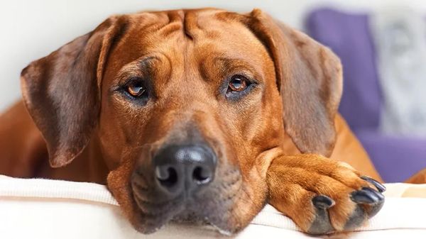 rhodesian ridgebacks juvenile myoclonic epilepsy