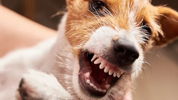 stevie background behavior problems