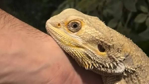 the bearded dragon who hates being alone