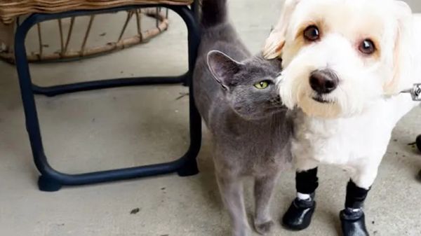 the cat who picked her family