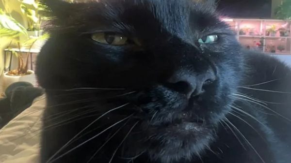 the loudest purr youve ever heard