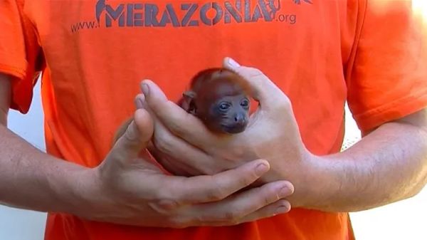 the tiny monkey who found her kind