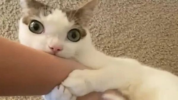 the weird cat everyone falls for