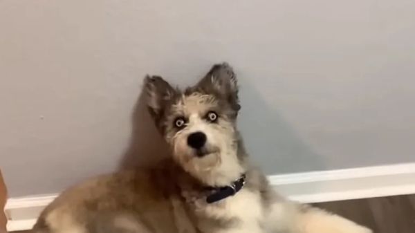 the wobbly pup who stole hearts