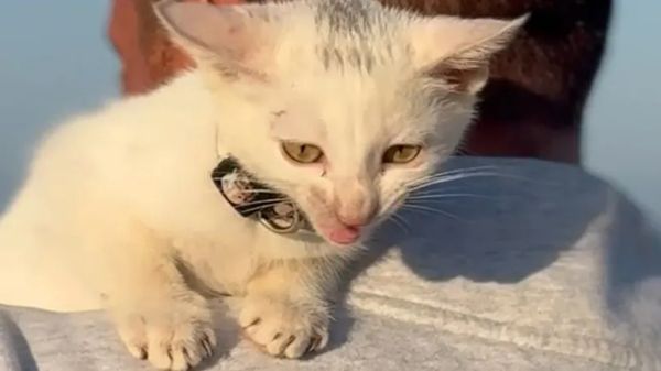 this tiny kitten became their shadow