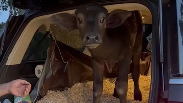 when a baby buffalo finds his person