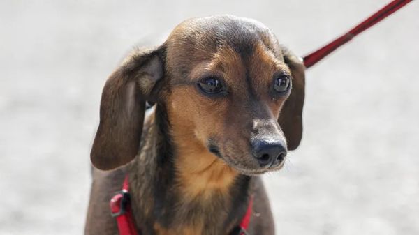 9 tips for successful summer with dogs