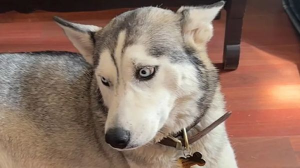 a rescue that turned into 7 lives