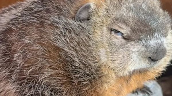 a very different kind of groundhog