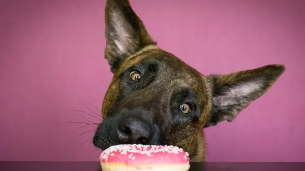 can dogs eat sugar