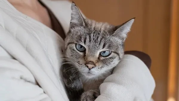 cat haters