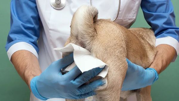 causes of anal gland issues in dogs