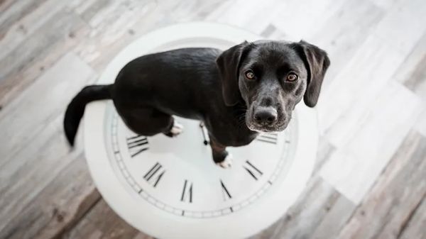 does your dog have a secret clock