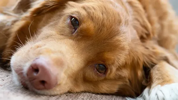 dog boredom mental enrichment activities