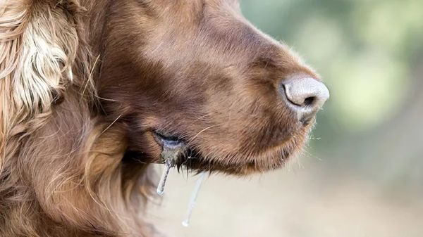 dog drool triggers